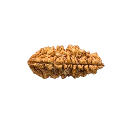 1 mukhi An authentic one-faced Eka Mukhi Rudraksha bead. 1 Mukhi Rudraksha