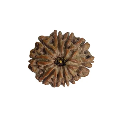 A ten-faced Rudraksha bead, blessed by Lord Vishnu. 10 mukhi rudraksha