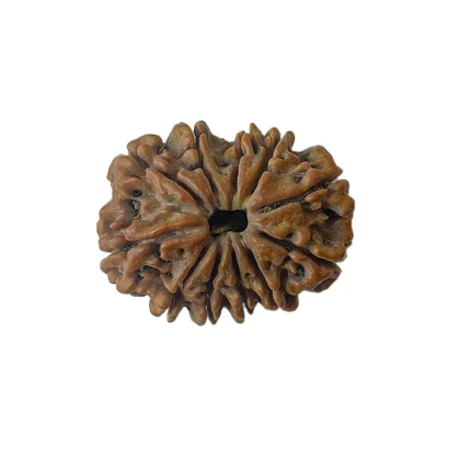 An eleven-faced Rudraksha, representing the eleven Rudras. 11 mukhi rudraksha