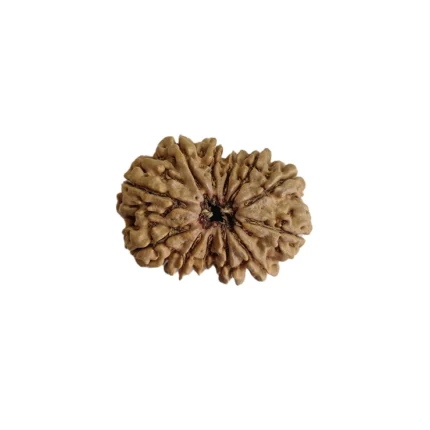 A twelve-faced Rudraksha bead, blessed by the Sun God, Surya. 12 mukhi rudraksha