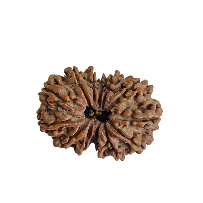 A thirteen-faced Rudraksha, blessed by Lord Indra and Kamadeva. 13 mukhi rudraksha