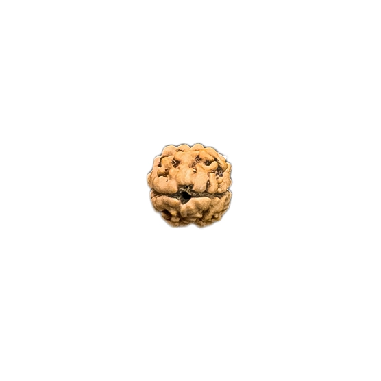 2mukhi A genuine two-faced Rudraksha, symbolizing Ardhanarishvara. 2 mukhi rudraksha