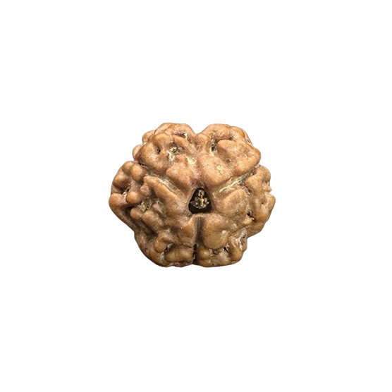 A three-faced Rudraksha bead, representing the fire god Agni. 3 mukhi rudraksha