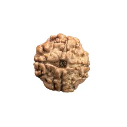 An authentic four-faced Rudraksha, blessed by Lord Brahma. 4 mukhi rudraksha