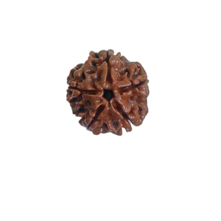 A classic five-faced Panchmukhi Rudraksha bead. 5 mukhi rudraksha