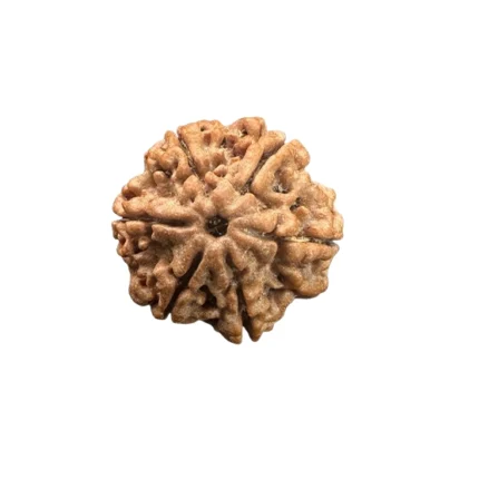 A six-faced Rudraksha bead, blessed by Lord Kartikeya. 6 mukhi rudraksha