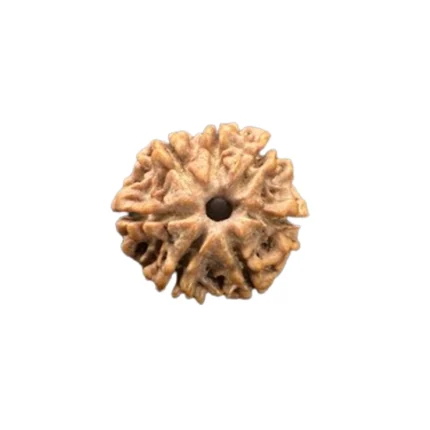 An authentic seven-faced Rudraksha, blessed by Goddess Mahalakshmi. 7 mukhi rudraksha