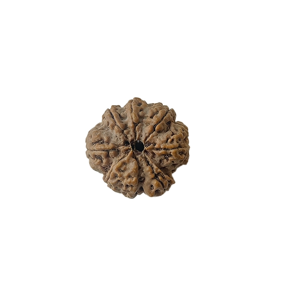 8 mukhi final An eight-faced Rudraksha bead, representing Lord Ganesha. 8 mukhi rudraksha