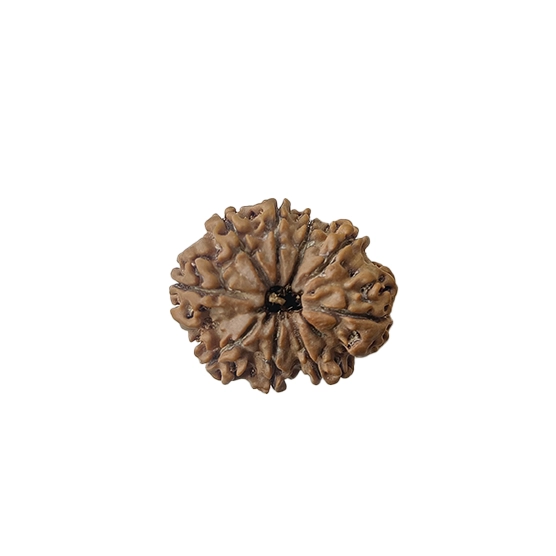 9 mukhi A nine-faced Rudraksha, representing the power of Goddess Durga. 9 mukhi rudraksha