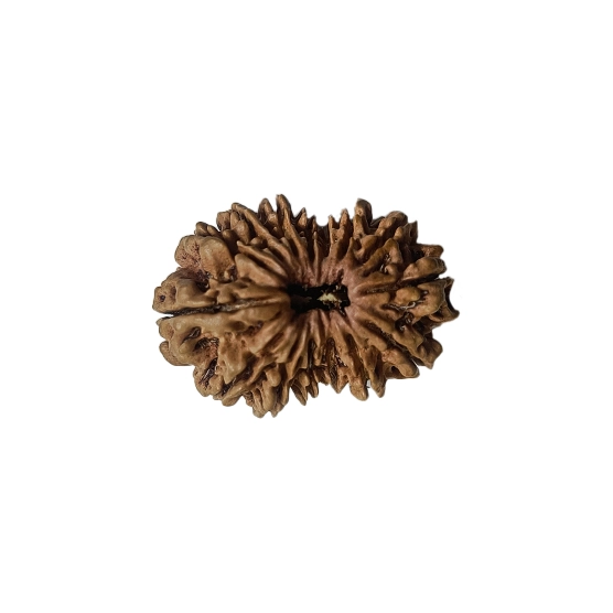 A fifteen-faced Rudraksha bead, blessed by Lord Pashupatinath. 15 mukhi rudraksha