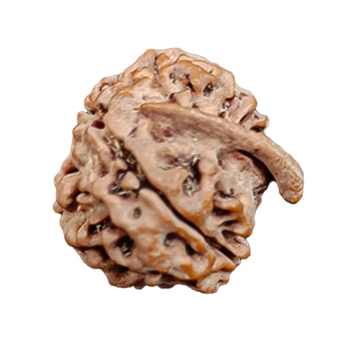 A Ganesh Rudraksha bead with a natural trunk-like protrusion.