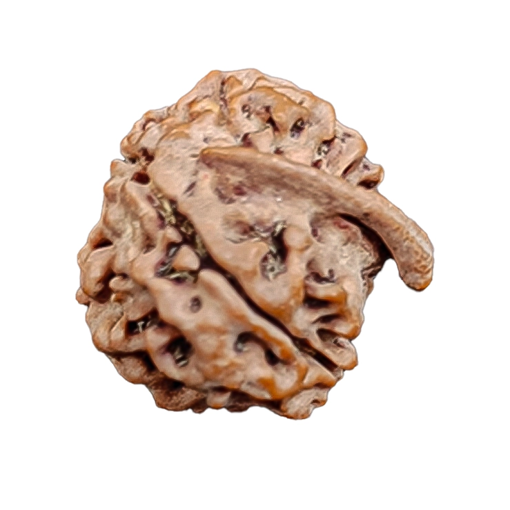 A Ganesh Rudraksha bead with a natural trunk-like protrusion.