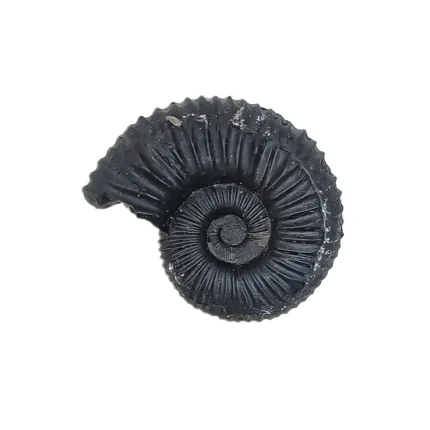 Sudarshan Shaligram