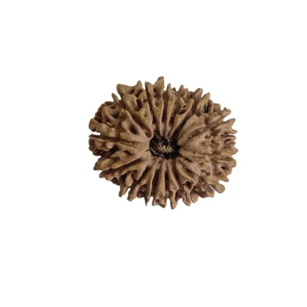 A powerful fourteen-faced Dev Mani Rudraksha bead. 14 mukhi rudraksha