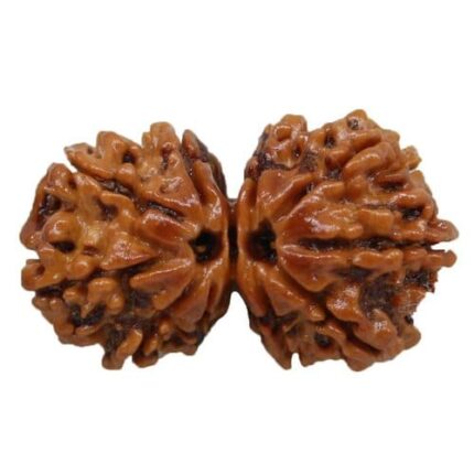 A naturally joined Gauri Shankar Rudraksha, symbolizing divine union.