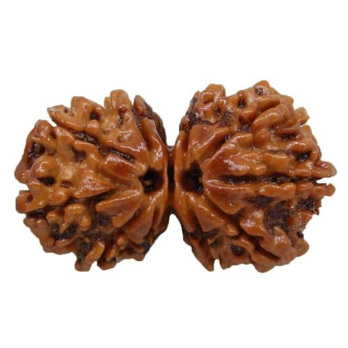 twin-gauri-shankar A naturally joined Gauri Shankar Rudraksha, symbolizing divine union.